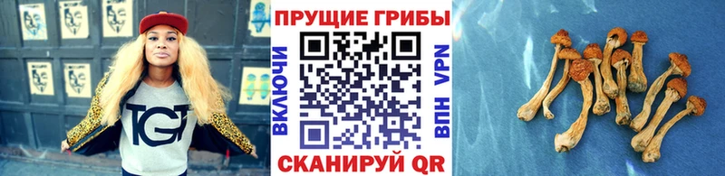 Купить закладки  Балахна  Псилоцибиновые грибы Magic Shrooms 